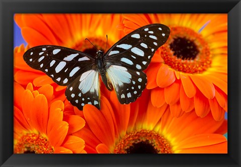 Framed Veined Swordtail Butterfly Print