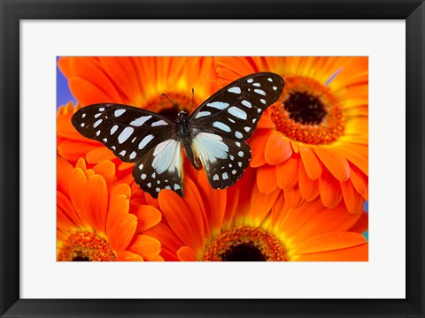 Framed Veined Swordtail Butterfly Print