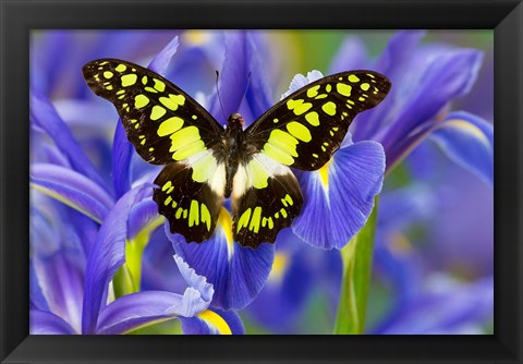 Framed Electric Green Swallowtail Butterfly Print