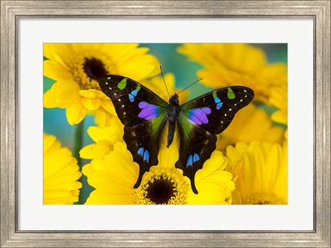 Framed Purple Spotted Swallowtail Butterfly Print