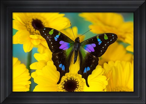 Framed Purple Spotted Swallowtail Butterfly Print