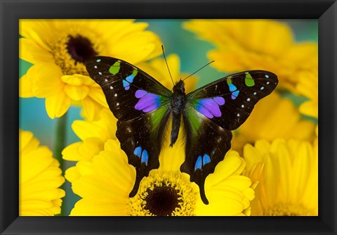 Framed Purple Spotted Swallowtail Butterfly Print