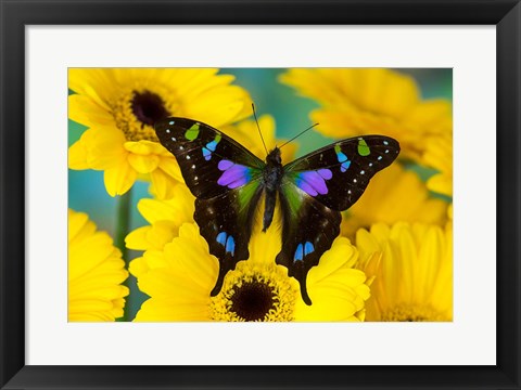 Framed Purple Spotted Swallowtail Butterfly Print