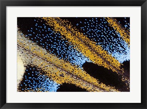 Framed Close-Up Detail Wing Pattern Of Tropical Butterfly Print