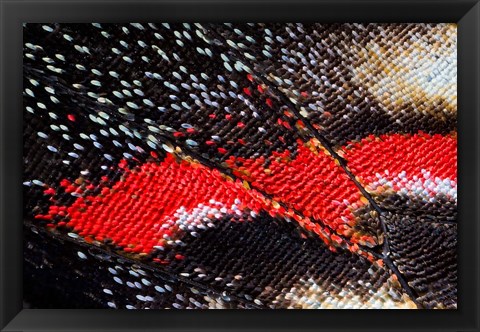 Framed Close-Up Detail Wing Pattern Of Butterfly Print