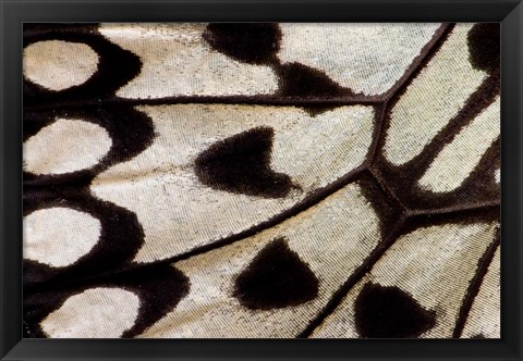 Framed Wing Pattern Of Tropical Butterfly 1 Print