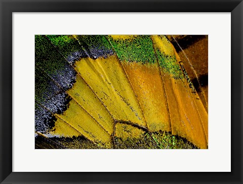 Framed Wing Pattern Of Tropical Butterfly 2 Print