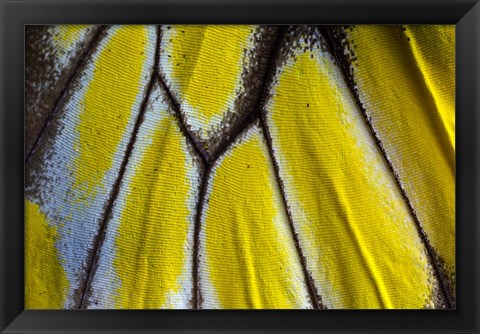 Framed Wing Pattern Of Tropical Butterfly 3 Print