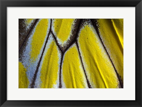 Framed Wing Pattern Of Tropical Butterfly 3 Print