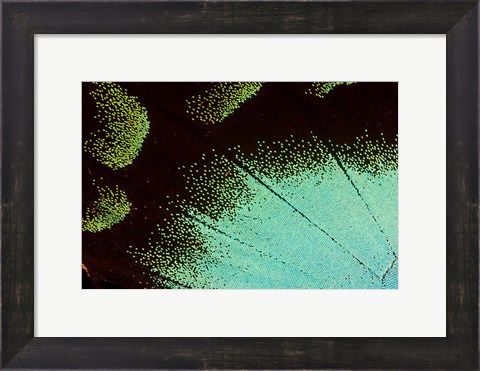 Framed Wing Pattern Of Tropical Butterfly 4 Print