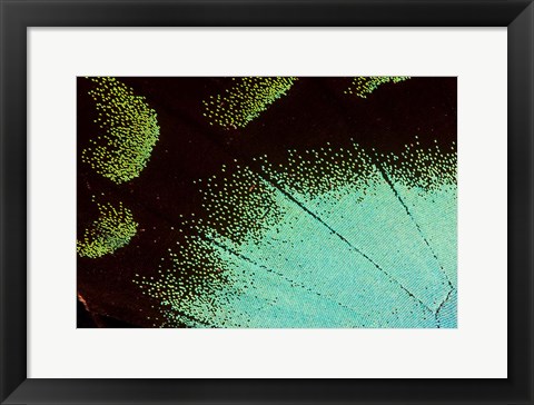 Framed Wing Pattern Of Tropical Butterfly 4 Print