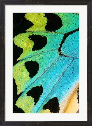 Framed Wing Pattern Of Tropical Butterfly 5 Print