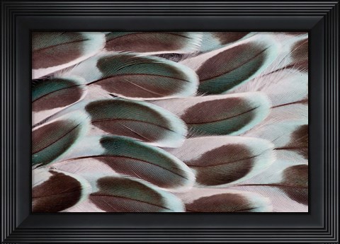 Framed Parakeet Wing Feather Design Print