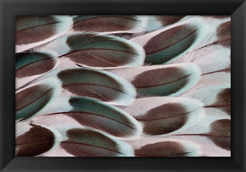 Framed Parakeet Wing Feather Design Print