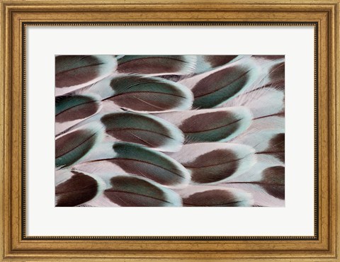 Framed Parakeet Wing Feather Design Print