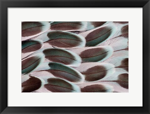 Framed Parakeet Wing Feather Design Print