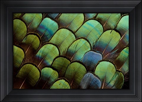 Framed Pheasant Body Feather Fan Design Print