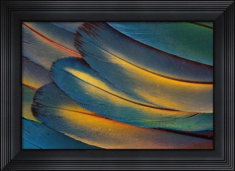 Framed Scarlet Macaw Wing Feathers Fan Design Print