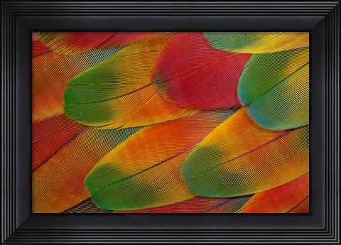 Framed Harlequin Macaw Wing Feather Design Print