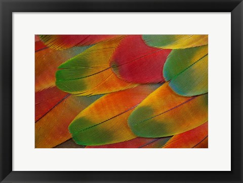 Framed Harlequin Macaw Wing Feather Design Print