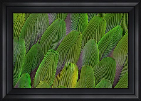 Framed Green Wing Feathers Of A Parrot Print