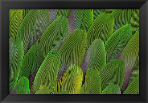 Framed Green Wing Feathers Of A Parrot Print