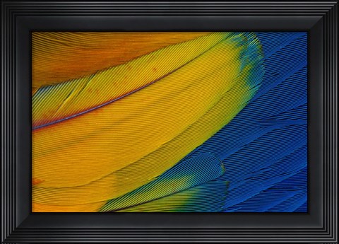 Framed Scarlet Macaw Wing Covert Feathers 1 Print