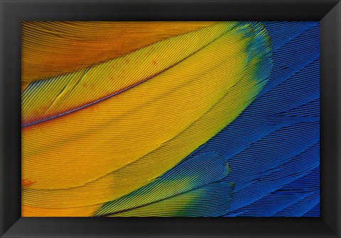 Framed Scarlet Macaw Wing Covert Feathers 1 Print