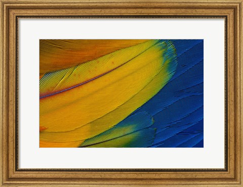 Framed Scarlet Macaw Wing Covert Feathers 1 Print