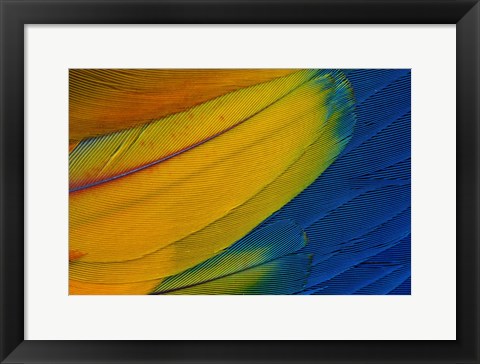 Framed Scarlet Macaw Wing Covert Feathers 1 Print