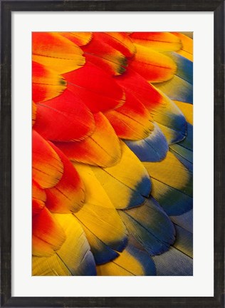 Framed Scarlet Macaw Wing Covert Feathers 2 Print