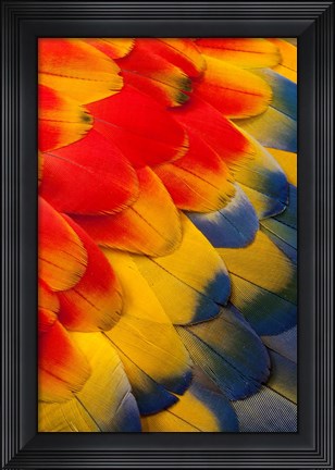 Framed Scarlet Macaw Wing Covert Feathers 2 Print
