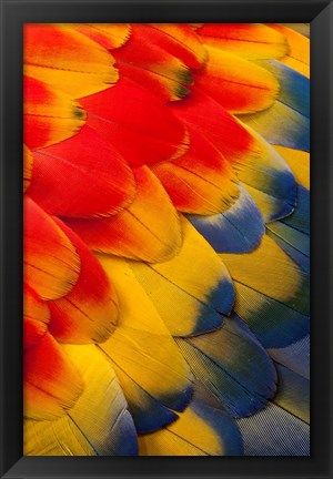 Framed Scarlet Macaw Wing Covert Feathers 2 Print