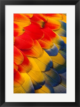 Framed Scarlet Macaw Wing Covert Feathers 2 Print