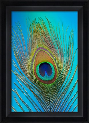 Framed Male Peacock Display Tail Feathers 1 Print