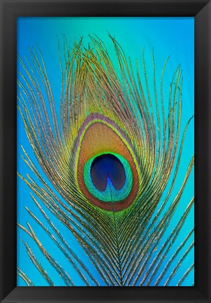 Framed Male Peacock Display Tail Feathers 1 Print