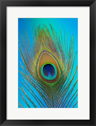 Framed Male Peacock Display Tail Feathers 1 Print