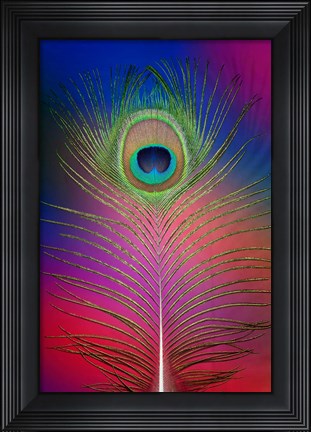 Framed Male Peacock Display Tail Feathers 2 Print