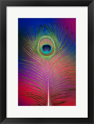 Framed Male Peacock Display Tail Feathers 2 Print