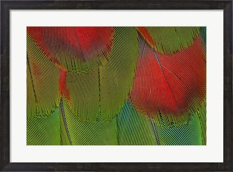 Framed Breast Feathers Of Harlequin Macaw Print