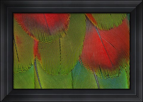 Framed Breast Feathers Of Harlequin Macaw Print