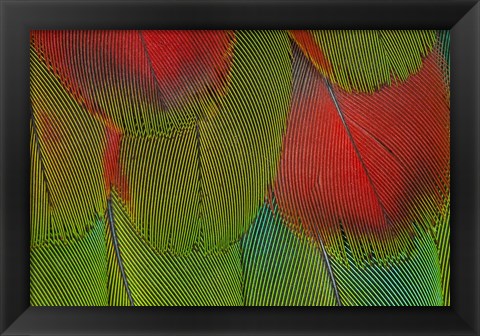 Framed Breast Feathers Of Harlequin Macaw Print