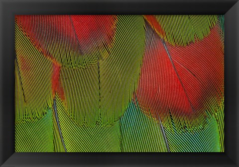 Framed Breast Feathers Of Harlequin Macaw Print