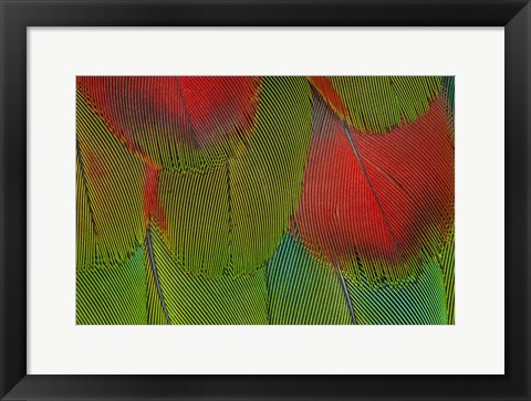 Framed Breast Feathers Of Harlequin Macaw Print