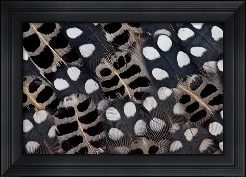 Framed Spots Of White On Mearns Quails Feather Design Print