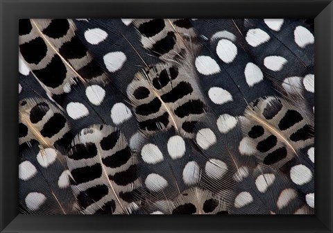 Framed Spots Of White On Mearns Quails Feather Design Print