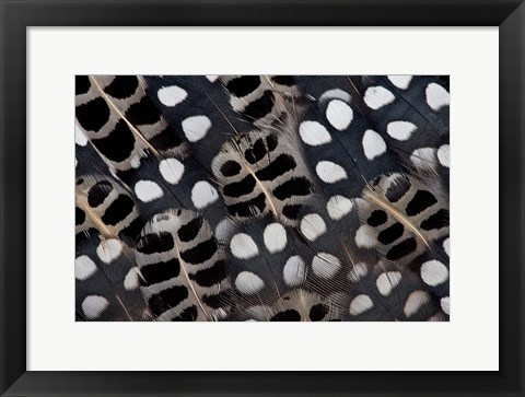 Framed Spots Of White On Mearns Quails Feather Design Print