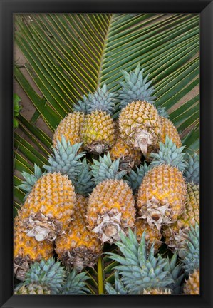 Framed Kingdom Of Tonga, Vava&#39;u Islands, Pineapples Print