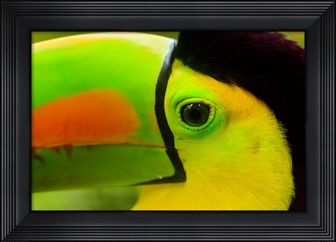 Framed Keel-Billed Toucan, Belize City, Belize Print