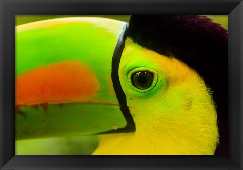 Framed Keel-Billed Toucan, Belize City, Belize Print